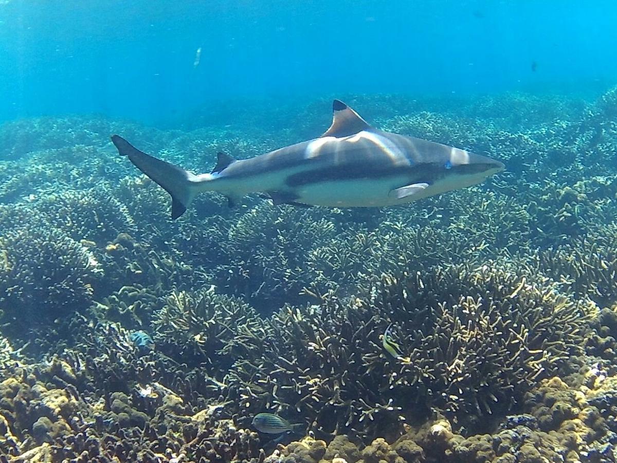 Ypsylon Resort Ostkueste Nilaveli Zewnętrze zdjęcie